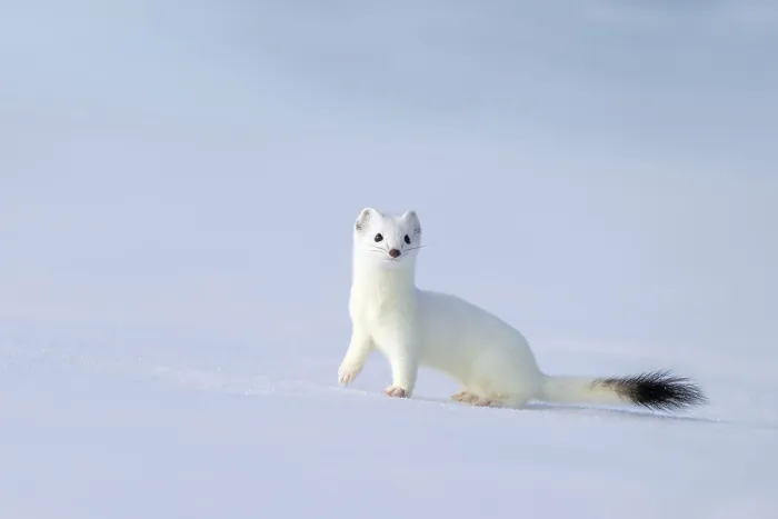 Framed Print : Ermine or large weasel (Mustela erminea)
