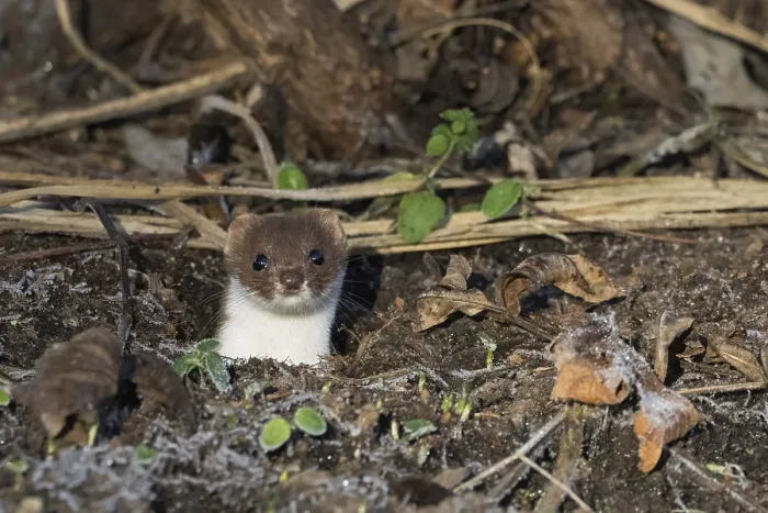 Framed Print : An ermine (Mustela erminea) looks out of its den Framed Print : An ermine (Mustela erminea) looks out of its den
