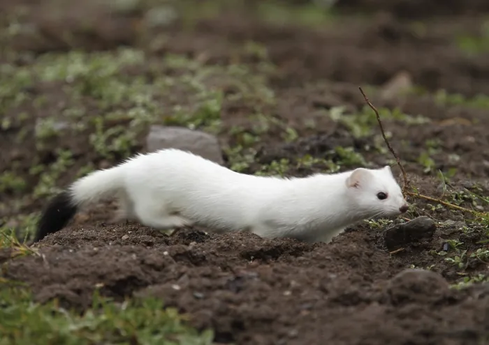 Framed Print : Ermine, Mustela verminea, hunting Framed Print : Ermine, Mustela verminea, hunting