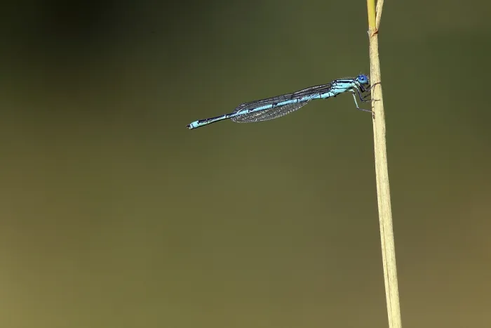 Framed Print : Erythromma lindenii, Blue-eye, Gobled-marked Damselfly
