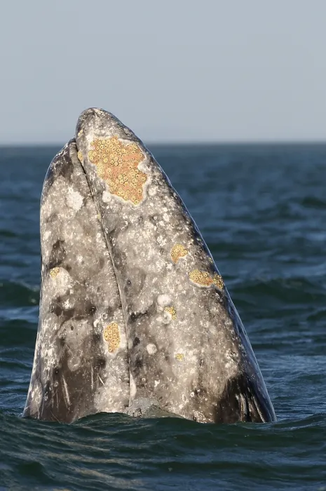 Framed Print : Eschrichtius gibbosus, gray whale (Eschrichtius robustus)