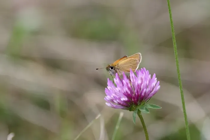 Framed Print : Essex skipper (Thymelicus lineola)