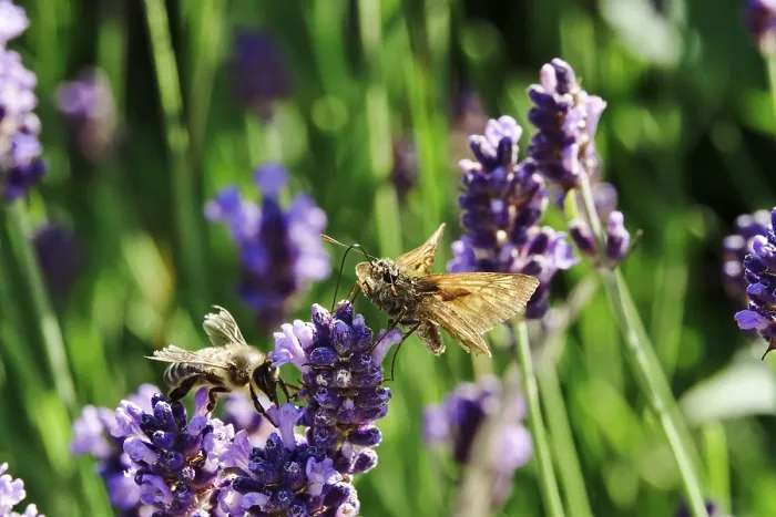Framed Print : Essex skipper (Thymelicus lineola)