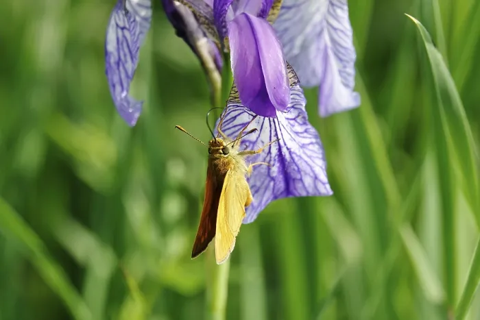 Framed Print : Essex skipper (Thymelicus lineola) Framed Print : Essex skipper (Thymelicus lineola)