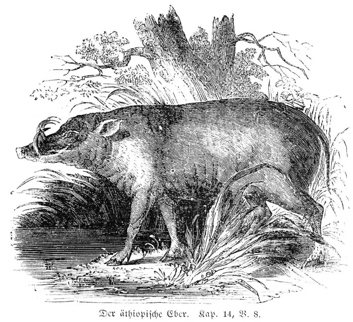 Framed Print : The Ethiopian boar, pig, unclean Framed Print : The Ethiopian boar, pig, unclean