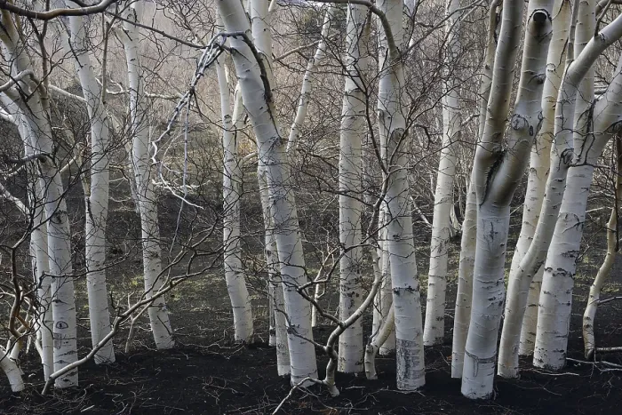 Framed Print : Etna Birches (Betula aetnensis)