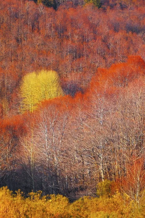 Framed Print : Etna National Park forest, Etna