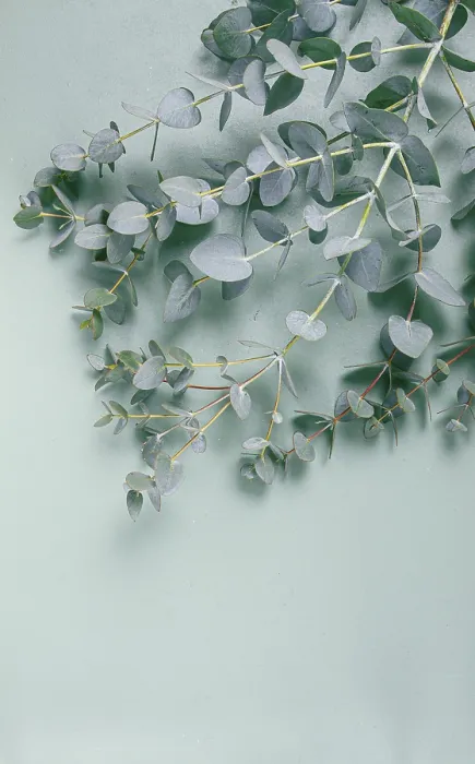 Framed Print : Eucalyptus branch, on a pale green background Framed Print : Eucalyptus branch, on a pale green background