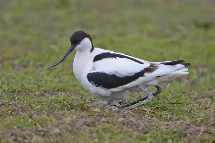 Framed Print : Eurasian Avocet (Recurvirostra avosetta)