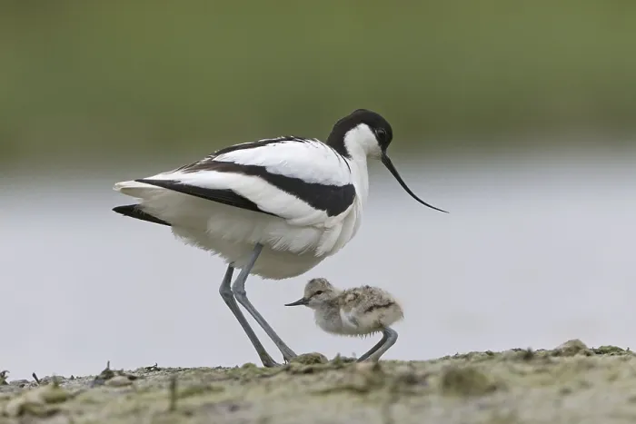 Framed Print : Eurasian Avocet (Recurvirostra avosetta) adult and chick