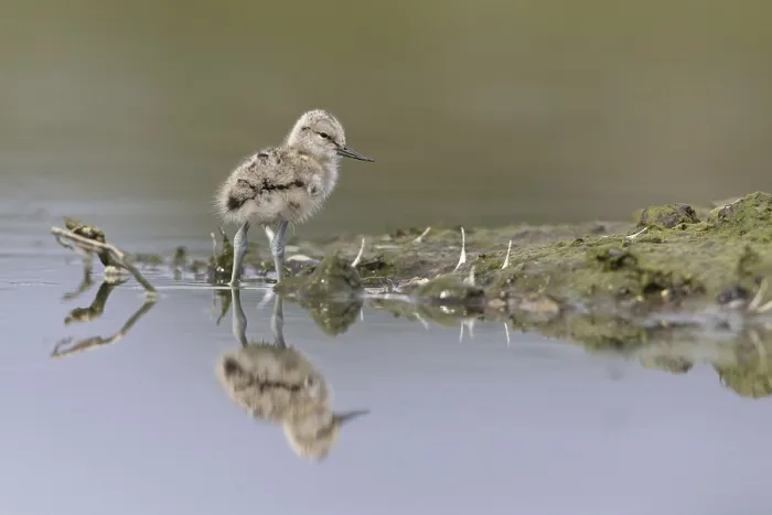 Framed Print : Eurasian Avocet (Recurvirostra avosetta) chick