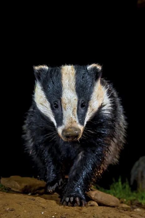 Framed Print : Eurasian Badger (Meles meles) adult Framed Print : Eurasian Badger (Meles meles) adult