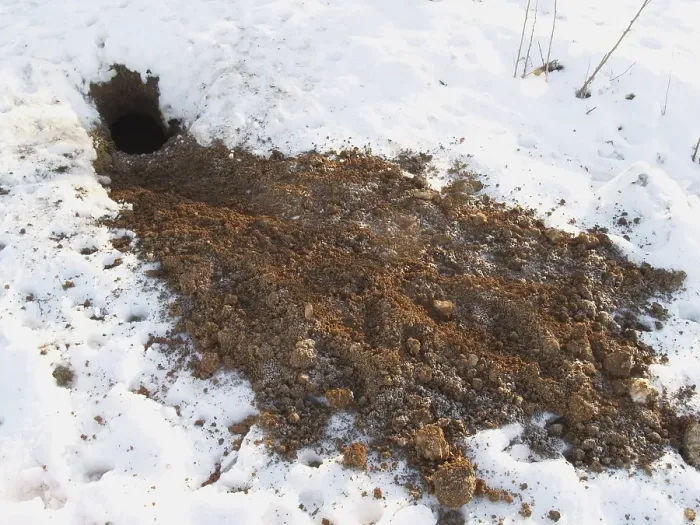 Framed Print : Eurasian Badger (Meles meles), soil from excavated sett on snow