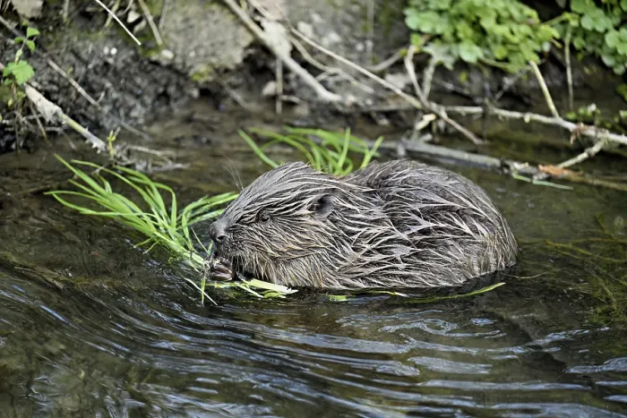 Framed Print : Eurasian beaver, European beaver (Castor fiber)