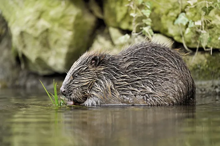 Framed Print : Eurasian beaver, European beaver (Castor fibre)
