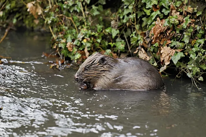 Framed Print : Eurasian beaver, European beaver (Castor fibre)