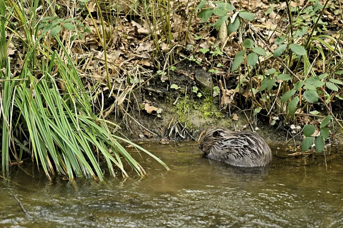 Framed Print : Eurasian beaver, European beaver (Castor fibre)