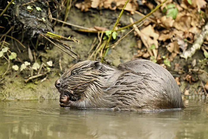 Framed Print : Eurasian beaver, European beaver (Castor fibre)