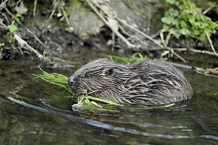 Framed Print : Eurasian beaver, European beaver (Castor fibre)