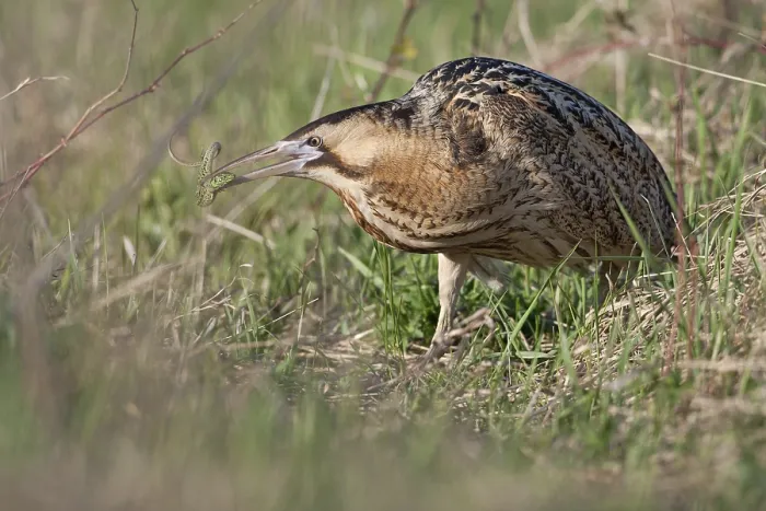 Framed Print : Eurasian Bittern (Botaurus stellaris) male Framed Print : Eurasian Bittern (Botaurus stellaris) male