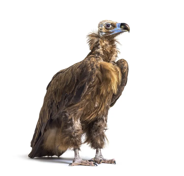 Framed Print : Eurasian black vulture, Aegypius monachus