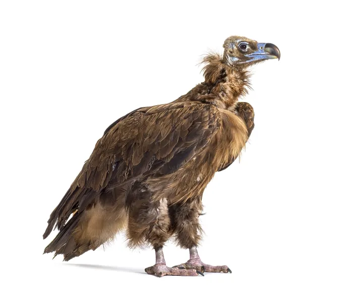 Framed Print : Eurasian black vulture, Aegypius monachus Framed Print : Eurasian black vulture, Aegypius monachus