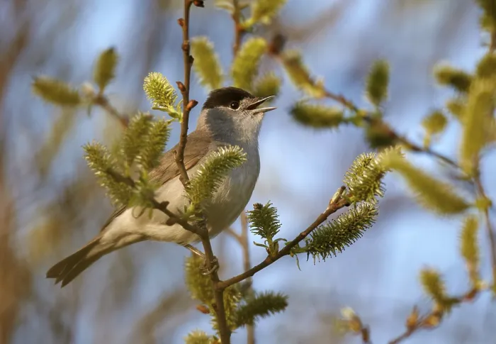 Framed Print : Eurasian Blackcap (Sylvia atricapilla) male singing
