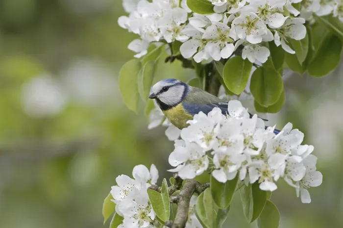 Framed Print : Eurasian Blue Tit (Cyanistes caeruleus)