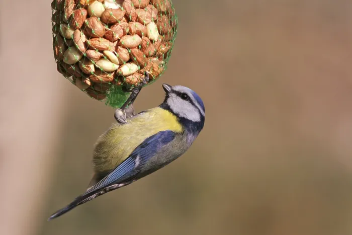 Framed Print : Eurasian Blue Tit (Cyanistes caeruleus)