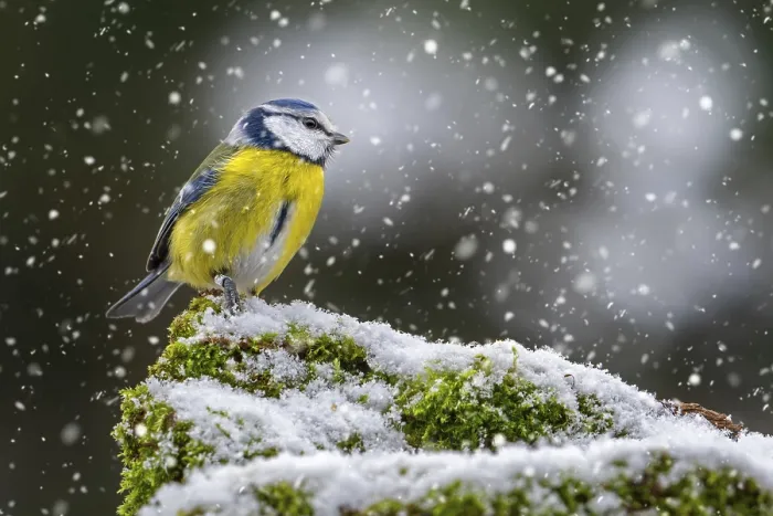 Framed Print : Eurasian blue tit (Cyanistes caeruleus)