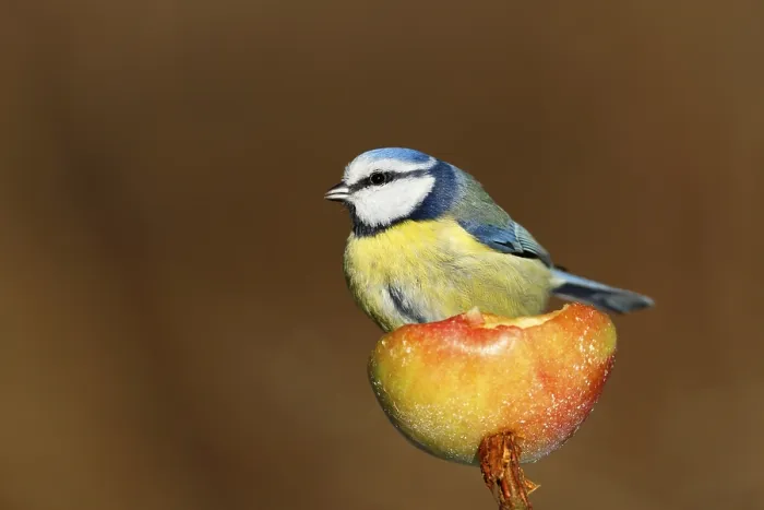 Framed Print : Eurasian Blue Tit (Cyanistes caeruleus) on an apple Framed Print : Eurasian Blue Tit (Cyanistes caeruleus) on an apple