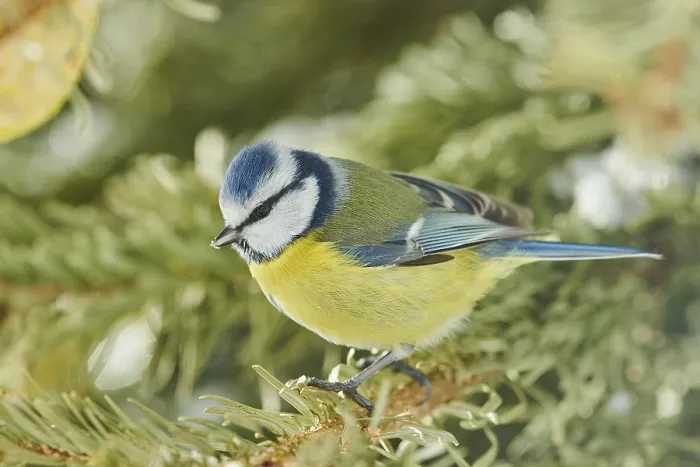 Framed Print : Eurasian blue tit (Cyanistes caeruleus) sitting on a branch Framed Print : Eurasian blue tit (Cyanistes caeruleus) sitting on a branch