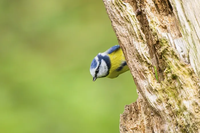 Framed Print : Eurasian blue tit (Cyanistes caeruleus) sitting on an old wrotten tree trunk at a swamp