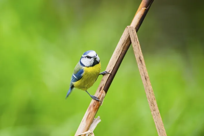 Framed Print : Eurasian blue tit (Cyanistes caeruleus) sitting on stem of a reed at a swamp