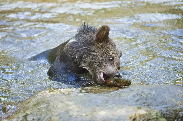 Framed Print : Eurasian brown bear (Ursus arctos arctos)