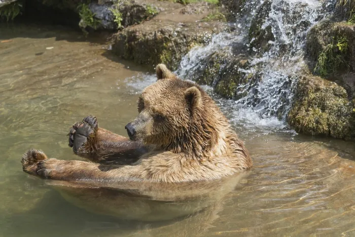 Framed Print : One eurasian brown bear (Ursus arctos arctos) bathing Framed Print : One eurasian brown bear (Ursus arctos arctos) bathing
