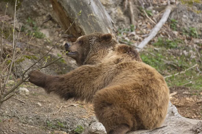Framed Print : Eurasian brown bear (Ursus arctos arctos) feeding on fresh leaves