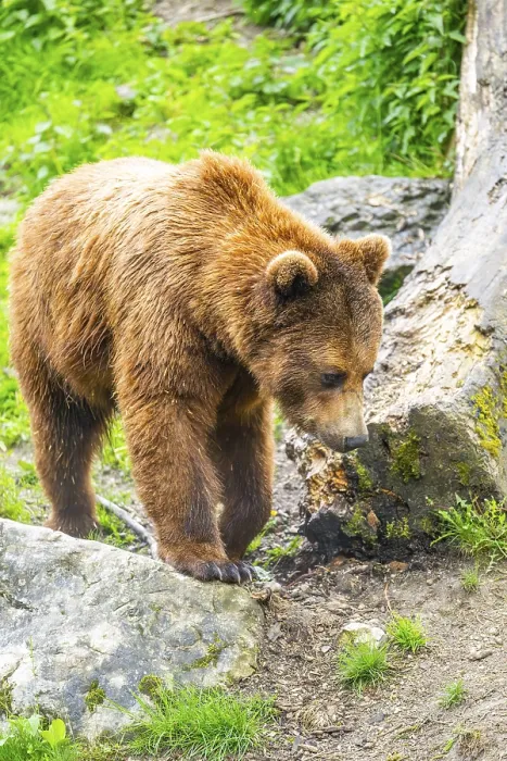 Framed Print : Eurasian brown bear (Ursus arctos arctos) in a forest