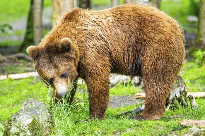 Framed Print : Eurasian brown bear (Ursus arctos arctos) in a forest Framed Print : Eurasian brown bear (Ursus arctos arctos) in a forest