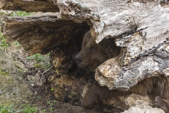 Framed Print : Eurasian brown bear (Ursus arctos arctos) hiding in a hollow log