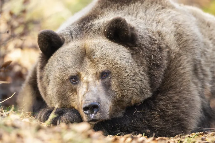 Framed Print : Eurasian Brown Bear (Ursus arctos arctos) lying in a forest Framed Print : Eurasian Brown Bear (Ursus arctos arctos) lying in a forest