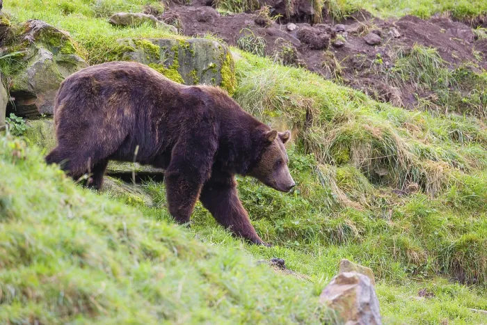 Framed Print : A eurasian brown bear (Ursus arctos arctos) runs across a meadow in hilly terrain