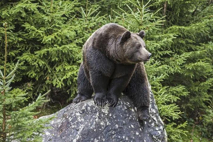 Framed Print : Eurasian brown bear (Ursus arctos arctos) sitting on rock in coniferous woodland