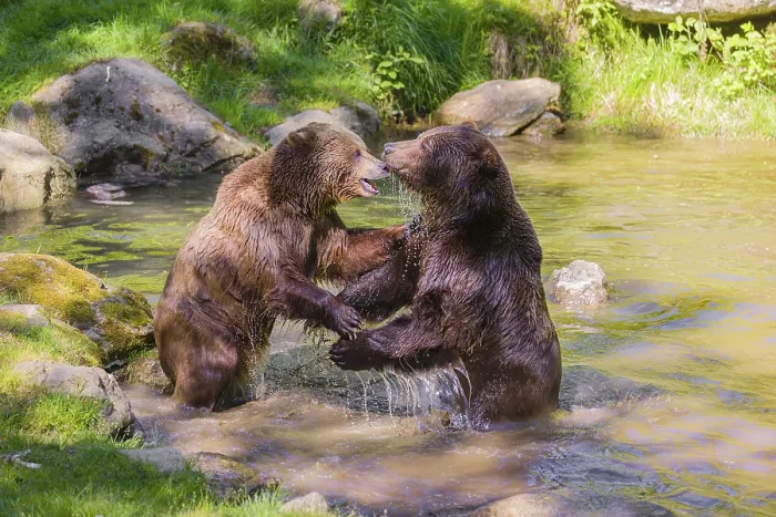 Framed Print : A Eurasian brown bear (Ursus arctos arctos) sow fighting with a big male in a pond
