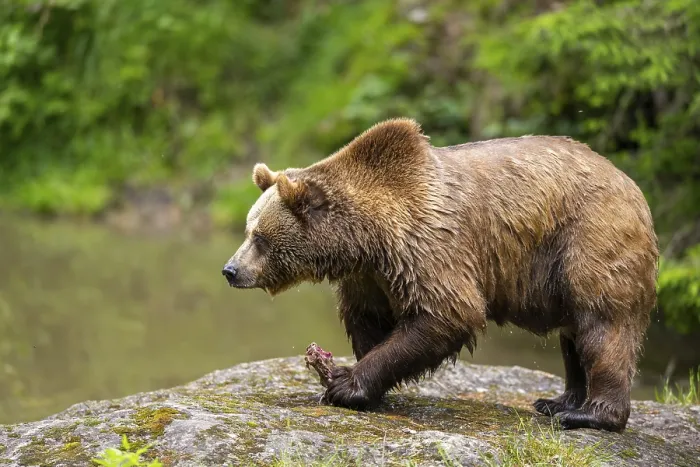 Framed Print : Eurasian brown bear (Ursus arctos arctos) walking on a rock Framed Print : Eurasian brown bear (Ursus arctos arctos) walking on a rock