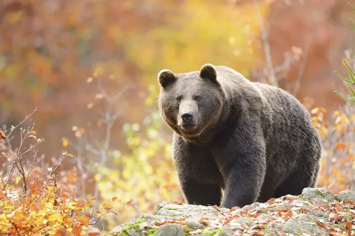 Framed Print : Eurasian brown bear (Ursus arctos arctos) walking on a rock in an autumn forest with colorful foliage Framed Print : Eurasian brown bear (Ursus arctos arctos) walking on a rock in an autumn forest with colorful foliage