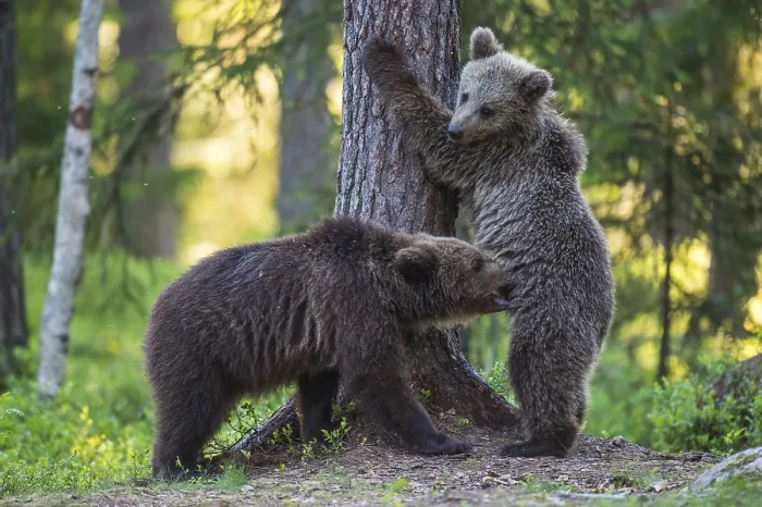 Framed Print : Eurasian Brown Bear (Ursus arctos) two cubs playing in forest