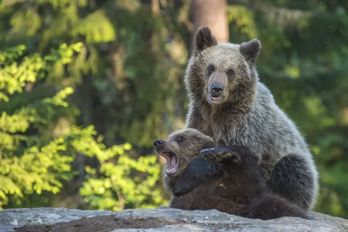 Framed Print : Eurasian Brown Bear (Ursus arctos) two fighting in forest Framed Print : Eurasian Brown Bear (Ursus arctos) two fighting in forest