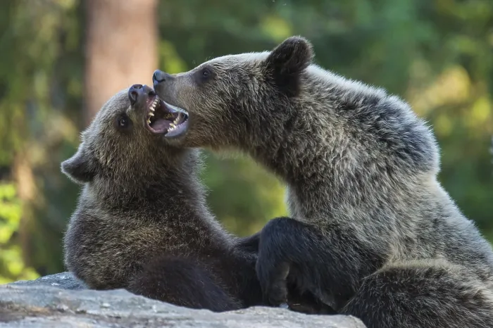 Framed Print : Eurasian Brown Bear (Ursus arctos) two fighting in forest