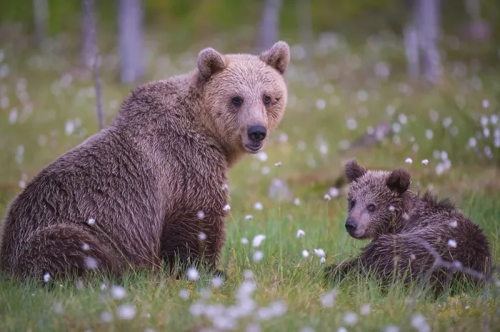 Framed Print : Eurasian Brown Bear (Ursus arctos) mother with cub Framed Print : Eurasian Brown Bear (Ursus arctos) mother with cub